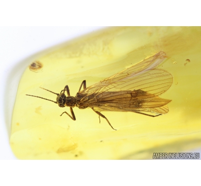 Stonefly, Plecoptera. Fossil insect in Baltic amber #9112