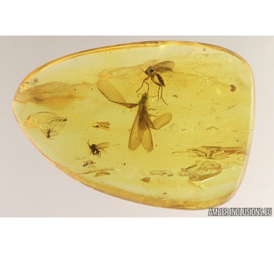 Termite Isoptera and More. Fossil inclusions in Baltic amber #9114