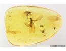 Termite Isoptera and More. Fossil inclusions in Baltic amber #9114