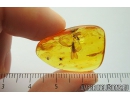 Termite Isoptera and More. Fossil inclusions in Baltic amber #9114