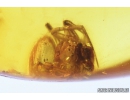 Two Biting Midge Larvae Ceratopogonidae and Spider Araneae. Fossil inclusions in Baltic amber #9115