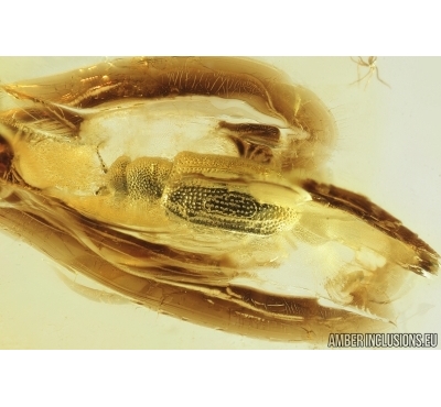 Brown scavenger Beetle Latridiidae Revelieria groehni. Fossil insect in Baltic amber #9116