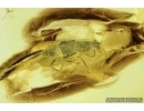Brown scavenger Beetle Latridiidae Revelieria groehni. Fossil insect in Baltic amber #9116