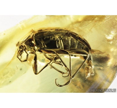 Very Nice Darkling beetle, Tenebrionidae. Fossil insect in Baltic amber #9120
