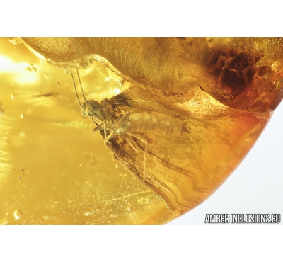 Lacewing, Neuroptera, Nevrorthidae New spec.  Nice Ant Hymenoptera and Running air in water bubbles. Fossil inclusions in Baltic amber #9125