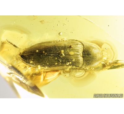 Nice Click beetle, Elateroidea. Fossil insect in Baltic amber #9126
