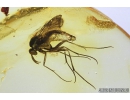 Nice Fungus gnat Mycetophilidae . Fossil insect in Baltic amber #9127