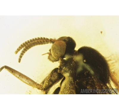 Nice Fungus gnat Mycetophilidae . Fossil insect in Baltic amber #9127