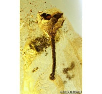 Very Nice Flower, Plant. Fossil inclusion in Baltic amber #9131