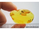Very Nice Flower, Plant. Fossil inclusion in Baltic amber #9131