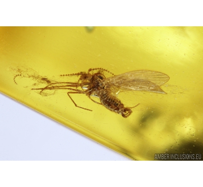 Moth fly Psychodidae and Biting midge Ceratopogonidae. Fossil insects in Baltic amber #9142