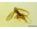 Moth fly Psychodidae and Biting midge Ceratopogonidae. Fossil insects in Baltic amber #9142