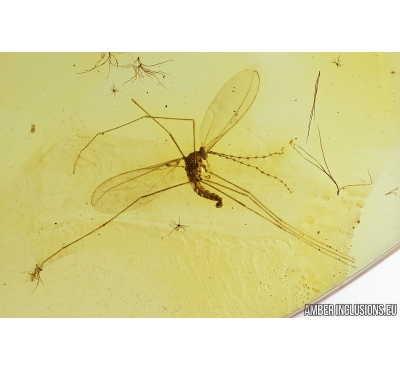 Nice Gall Midge, Cecidomyiidae and Spider. Fossil insects in Baltic amber #9143