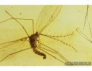 Nice Gall Midge, Cecidomyiidae and Spider. Fossil insects in Baltic amber #9143