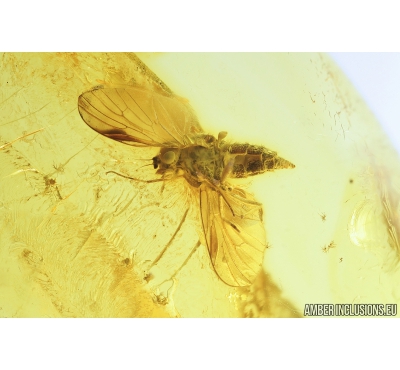 Snipe Fly, Rhagionidae. Fossil insect in Baltic amber #9144