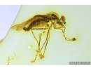 Nice Snipe Fly, Rhagionidae. Fossil insect in Baltic amber #9145