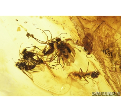Many Long-legged flies Dolichopodidae, Ants Hymenoptera and Beetle Coleoptera  Fossil insect in Baltic amber #9146