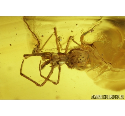 DAWN SPIDER ARCHAEIDAE PARADOXA and MORE. Fossil inclusions in Ukrainian Rovno amber stone #9149R