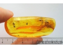 DAWN SPIDER ARCHAEIDAE PARADOXA and MORE. Fossil inclusions in Ukrainian Rovno amber stone #9149R