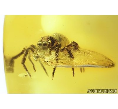 Jumping Spider, Salticidae. Fossil inclusion in nice honey color Baltic amber #9151