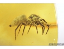 Jumping Spider, Salticidae. Fossil inclusion in nice honey color Baltic amber #9151