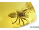 Jumping Spider, Salticidae. Fossil inclusion in nice honey color Baltic amber #9151