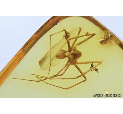 Nice Spider Araneae, Moth Lepidoptera and Moss. Fossil inclusions in Baltic amber stone #9177