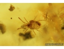 Nice Rove Beetle Staphylinidae, Spider Araneae and Many different Mites Acari. Fossil insects in Baltic amber #9179