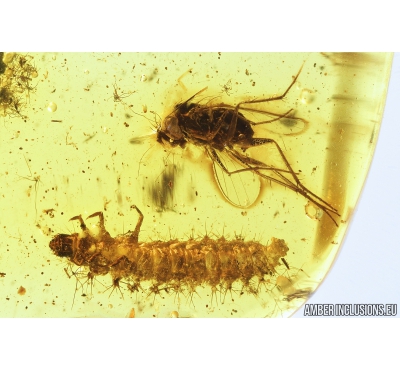 Very Nice Checkered beetle larva, Cleridae and more. Fossil insects in Baltic amber #9181