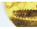 Very Nice Checkered beetle larva, Cleridae and more. Fossil insects in Baltic amber #9181