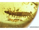 Very Nice Checkered beetle larva, Cleridae and more. Fossil insects in Baltic amber #9181