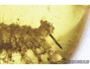 Very Nice Checkered beetle larva, Cleridae and more. Fossil insects in Baltic amber #9181