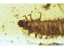 Very Nice Checkered beetle larva, Cleridae and more. Fossil insects in Baltic amber #9181