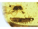 Very Nice Checkered beetle larva, Cleridae and more. Fossil insects in Baltic amber #9181