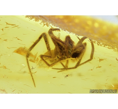 Nice Spider Araneae Theridiidae. Fossil inclusion in Baltic amber stone #9182