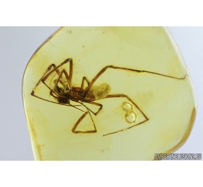 Nice Big Spider Araneae Theridiidae. Fossil inclusion in Baltic amber stone #9183