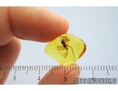 Nice Big Spider Araneae Theridiidae. Fossil inclusion in Baltic amber stone #9183