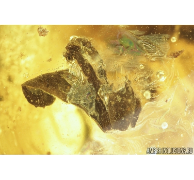 Flower and Click Beetle, Elateroidea. Fossil insects in Baltic amber #9184