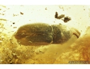 Flower and Click Beetle, Elateroidea. Fossil insects in Baltic amber #9184
