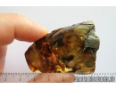 Big 15mm! Pyrite Cluster. Fossil inclusion in Baltic amber #9186