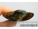 Big 15mm! Pyrite Cluster. Fossil inclusion in Baltic amber #9186