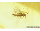 Nice Moth fly Psychodidae and Thrips Thysanoptera. Fossil insects in Baltic amber #9189