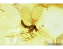 Nice Moth fly Psychodidae and Thrips Thysanoptera. Fossil insects in Baltic amber #9189