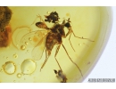 Long-legged flies Dolichopodidae with Mite Acari and Leaf. Fossil inclusions in Baltic amber #9190