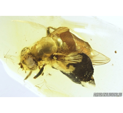 Hover Fly, Syrphidae. Fossil insect in Baltic amber #9091A