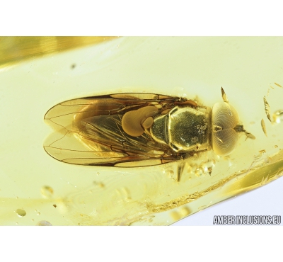 Very Nice Hover Fly, Syrphidae. Fossil insect in Baltic amber #9192