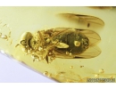 Very Nice Hover Fly, Syrphidae. Fossil insect in Baltic amber #9192
