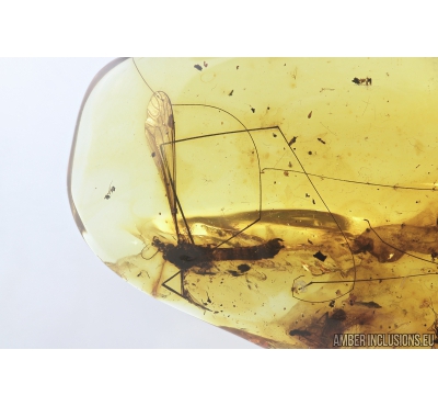 Two Crane flies Tipulidae, Leaf and More. Fossil inclusions in Baltic amber #9194