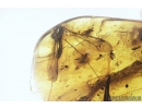 Two Crane flies Tipulidae, Leaf and More. Fossil inclusions in Baltic amber #9194