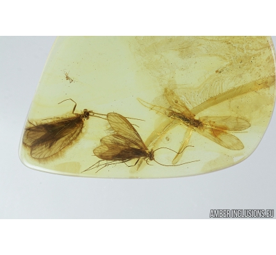 Three Caddisflies, Trichoptera. Fossil insects in Baltic amber #9196